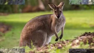 The crazly fastest animals in the world 2020