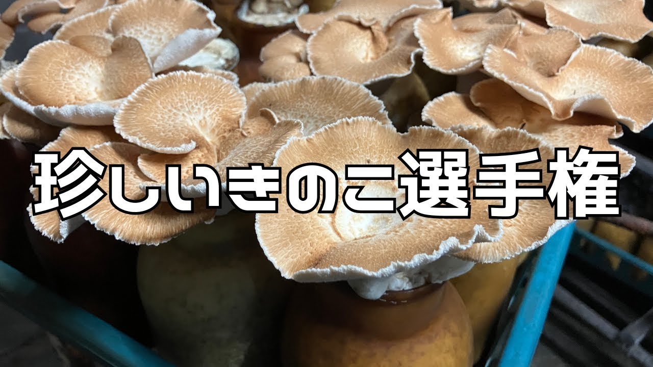 これは珍しい？】お店で売られているきのこのレア度を付けよう - YouTube
