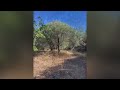 For Sale: agricultural Olive Farm on 28,429sq.m. Vavatsinia cyprus