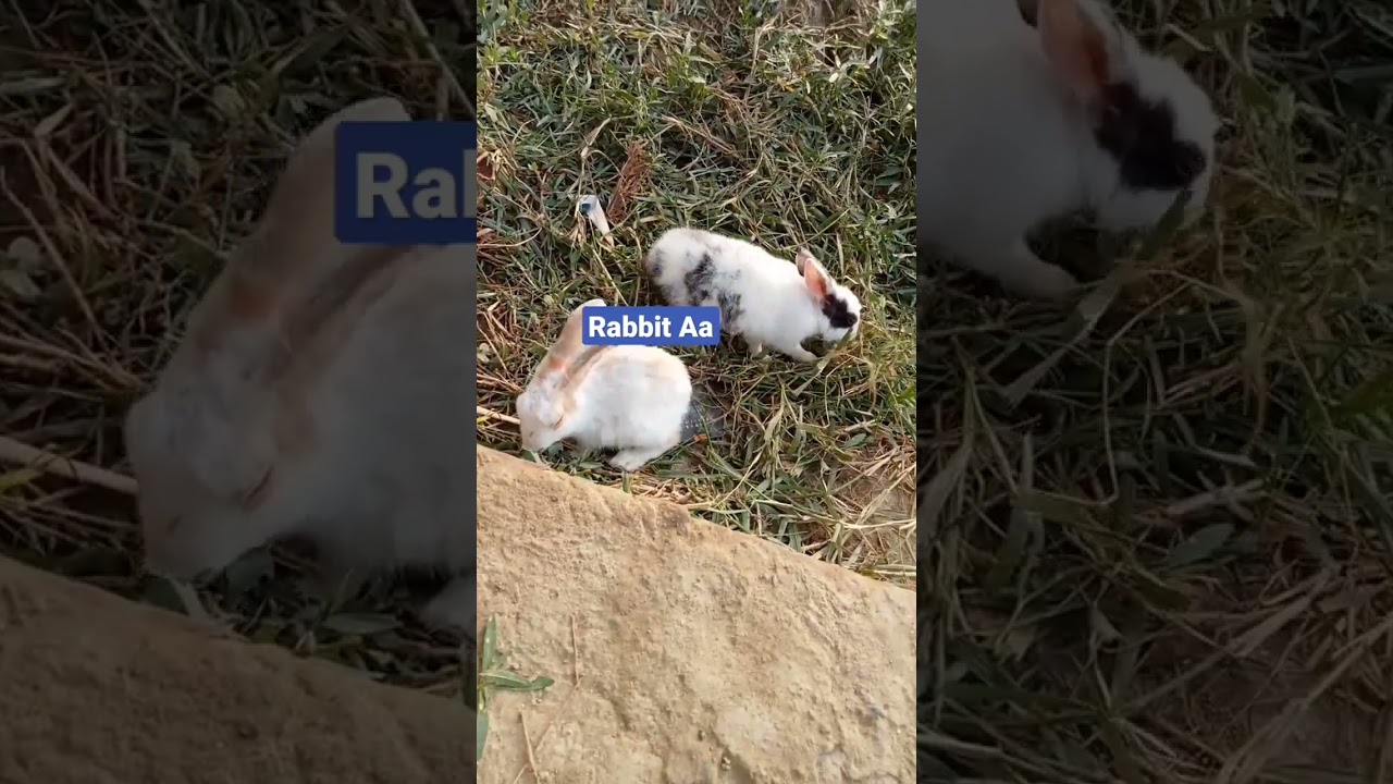 rabbit 🐇//rabbit eating grass 🌱🌿//rabbit baby eating grass 🌱🌿//rabbit Aa channel//rabbit Aa