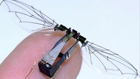 Robotic insect: world