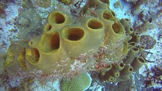 Dive trip Cozumel March 12, 2019 by Jim Ryan 37 views 3 years ago 6 minutes, 9 seconds