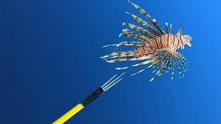 POV Invasive Lionfish Hunting to Save the Caribbean