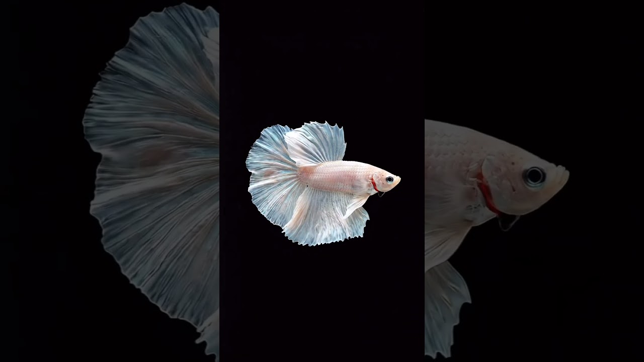 SLOWMO‼️Betta magic 🐟✨ 