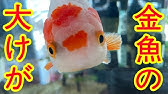 金魚塩浴 黒斑病までの経緯 Youtube