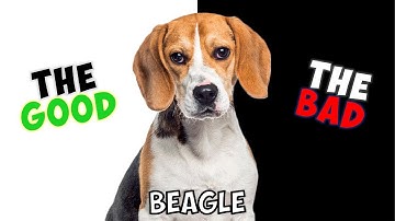 BEAGLE - PROS & CONS