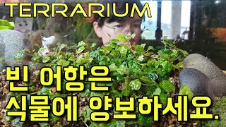 Terrarium  Korean Plant(JeguAegiMoram)