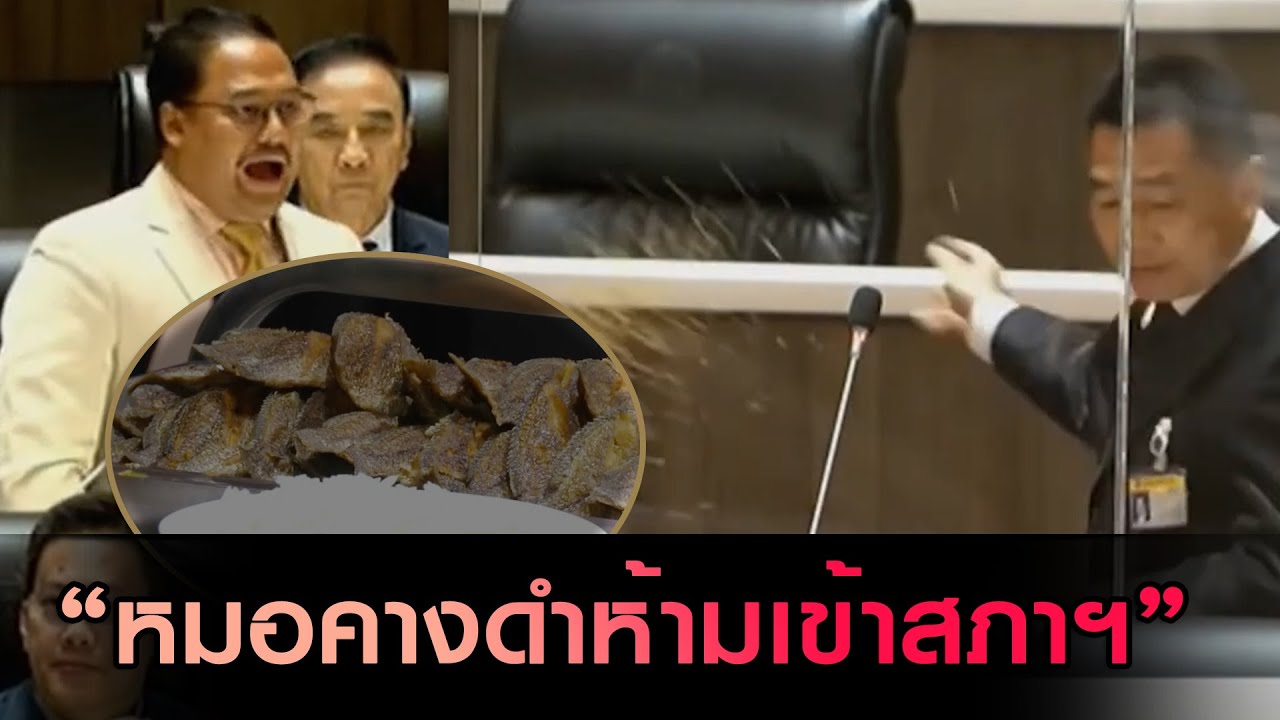 'กาย ณัฐชา' เดือด! เมนูปลาหมอคางดำทอดโดนสั่งห้าม!! ย้อนดู  'พิเชษฐ์' หว่านข้าวกลางสภาฯ!!!