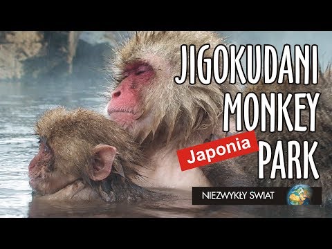 Wideo: Gdzie Zobaczyć Japońskie Małpy śnieżne W Południowej Dakocie
