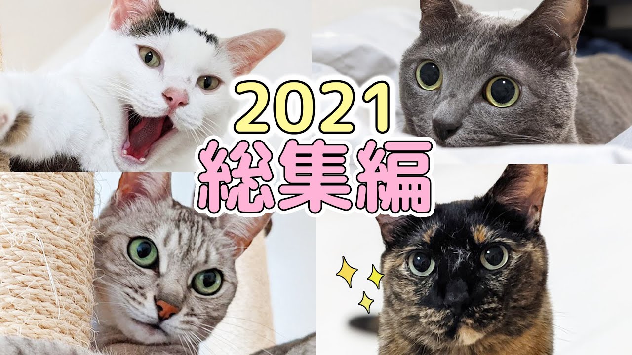 2021年！猫4匹の鳴き声総集編！
