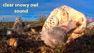 Snowy owl story: feeding the younger