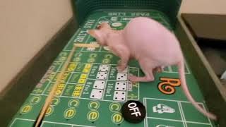 Sphynx cat practicing dice control on the Craps table by SphynxDaddy 145 views 3 years ago 30 seconds