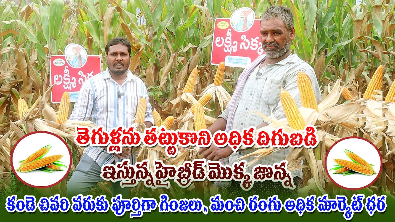 అధిక దిగుబడిని ఇస్తున్న హైబ్రెడ్ మొక్కజొన్న Best Hybrid Maize Variety