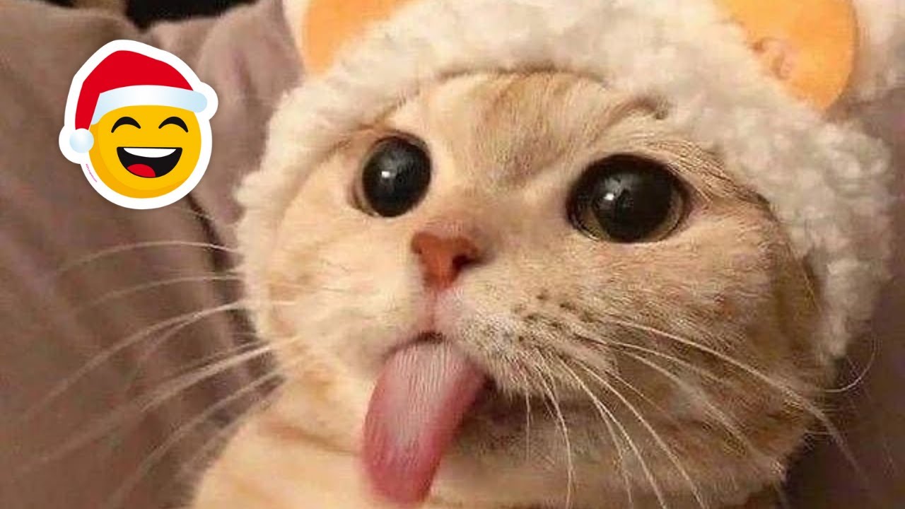 CHRISTMAS CATS!😂| FUNNY CATS COMPILATION 2022 😸 😸 #21