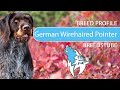 German Wirehaired Pointer Breed, Temperament & Training の動画、YouTube動画。