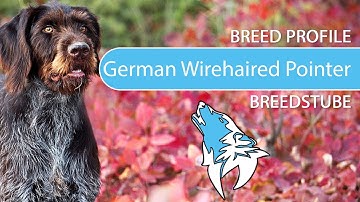 ► German Wirehaired Pointer Breed [2020] Temperament & Training