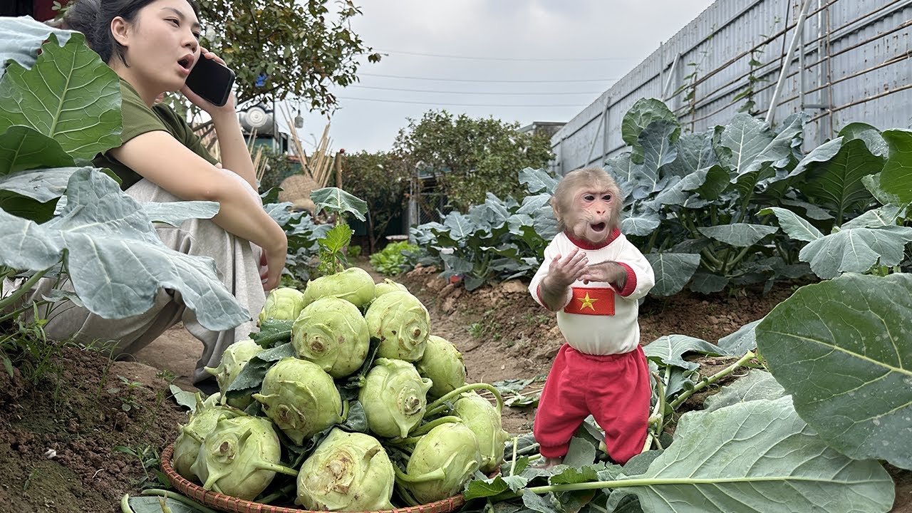 Lala's experience selling vegetables online to earn money is so much fun!