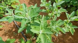 ಅಶ್ವಗಂಧ Ashwagandha plant video