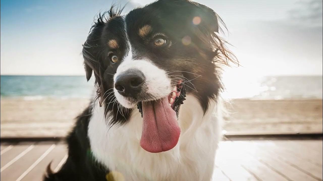 Обложка с собаками. Система органов дыхания собаки схема. Собака часто дышит причины. Собака дышит воздухом. Собака дышит воздухом.