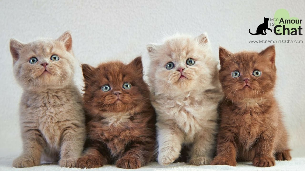 Bebe Chat Le Top 10 Des Chatons Les Plus Mignons Au Monde Avec Un Petit Bonus Youtube