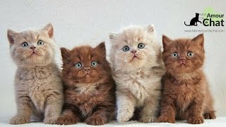 Bébé chat, le top 10 des chatons les plus mignons au monde (avec un petit bonus)