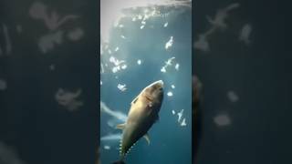 WHY Tuna can NEVER Stop SWIMMING ? ? 🐟 🏊  #shorts