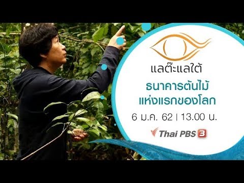 ธนาคารต้นไม้แห่งแรกของโลก : แลต๊ะแลใต้ (6 ม.ค. 62)