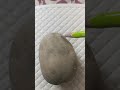 Whether potato is stem or root?🤔