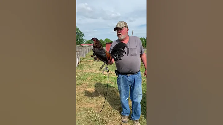 BOBBY PAYTON FARM  BLACK MCRAE