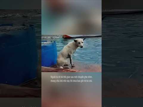 Em chó ngồi đợi chủ ở bến tàu những mãi không về #cho #doichu #ghetau