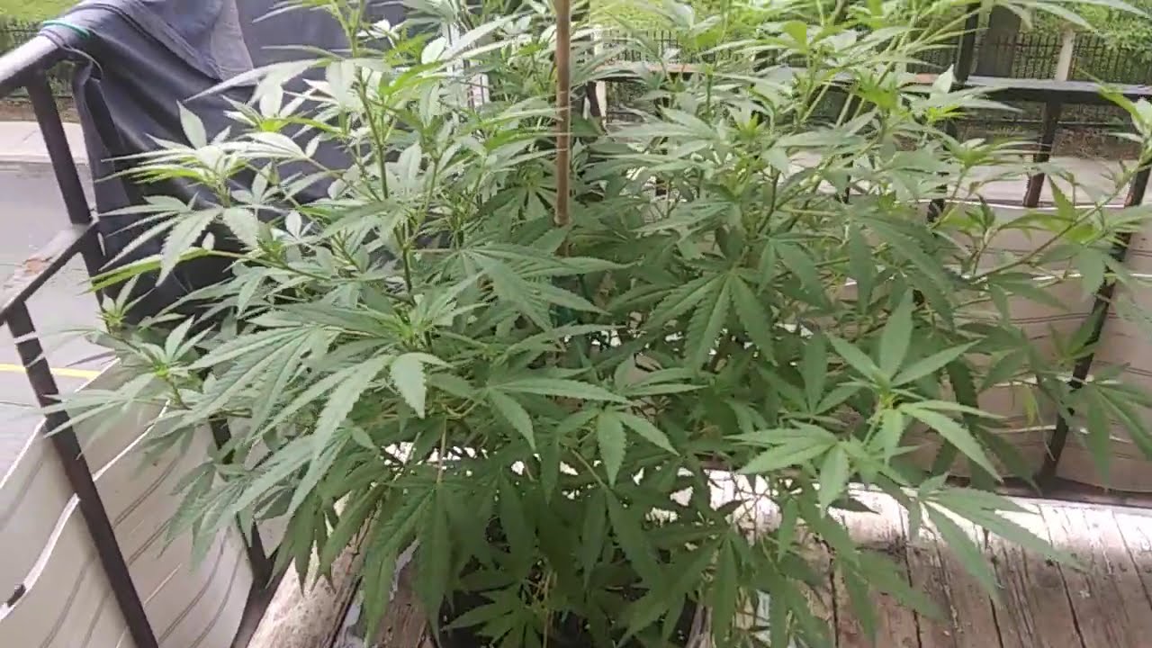 Balcony Weed grow #17