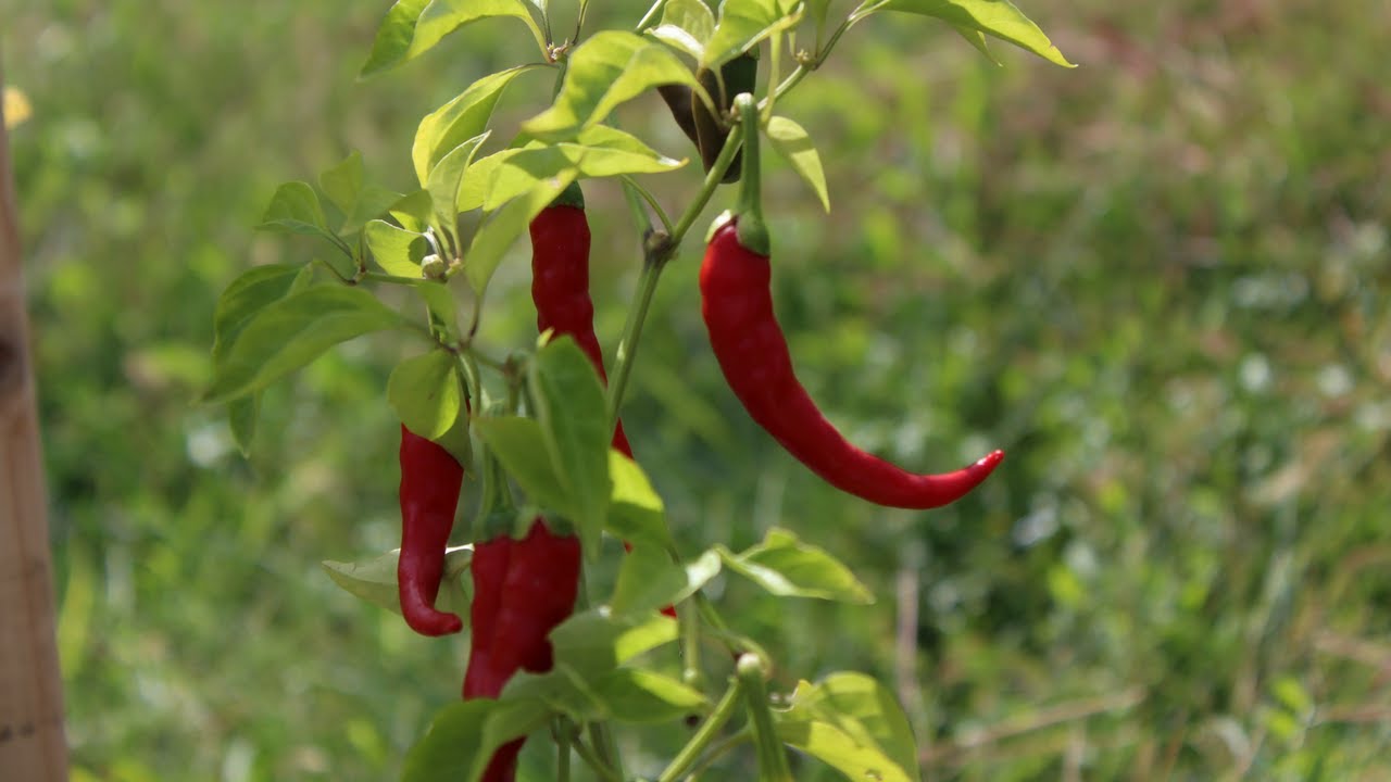 2017 BUCKET GARDEN Pepper Update YouTube