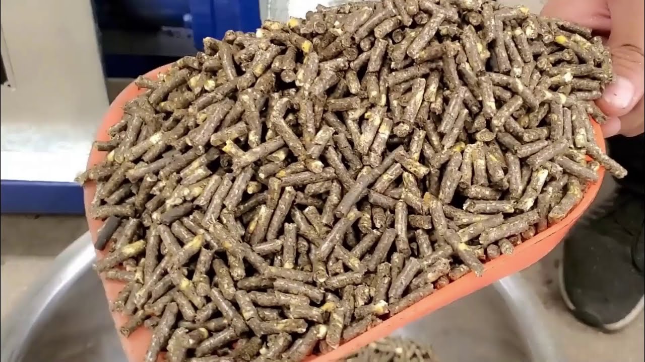 How to improve the output of feed pellet machine