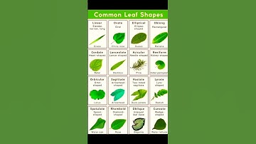 Thumbnail of Common Leaf Shapes🍃