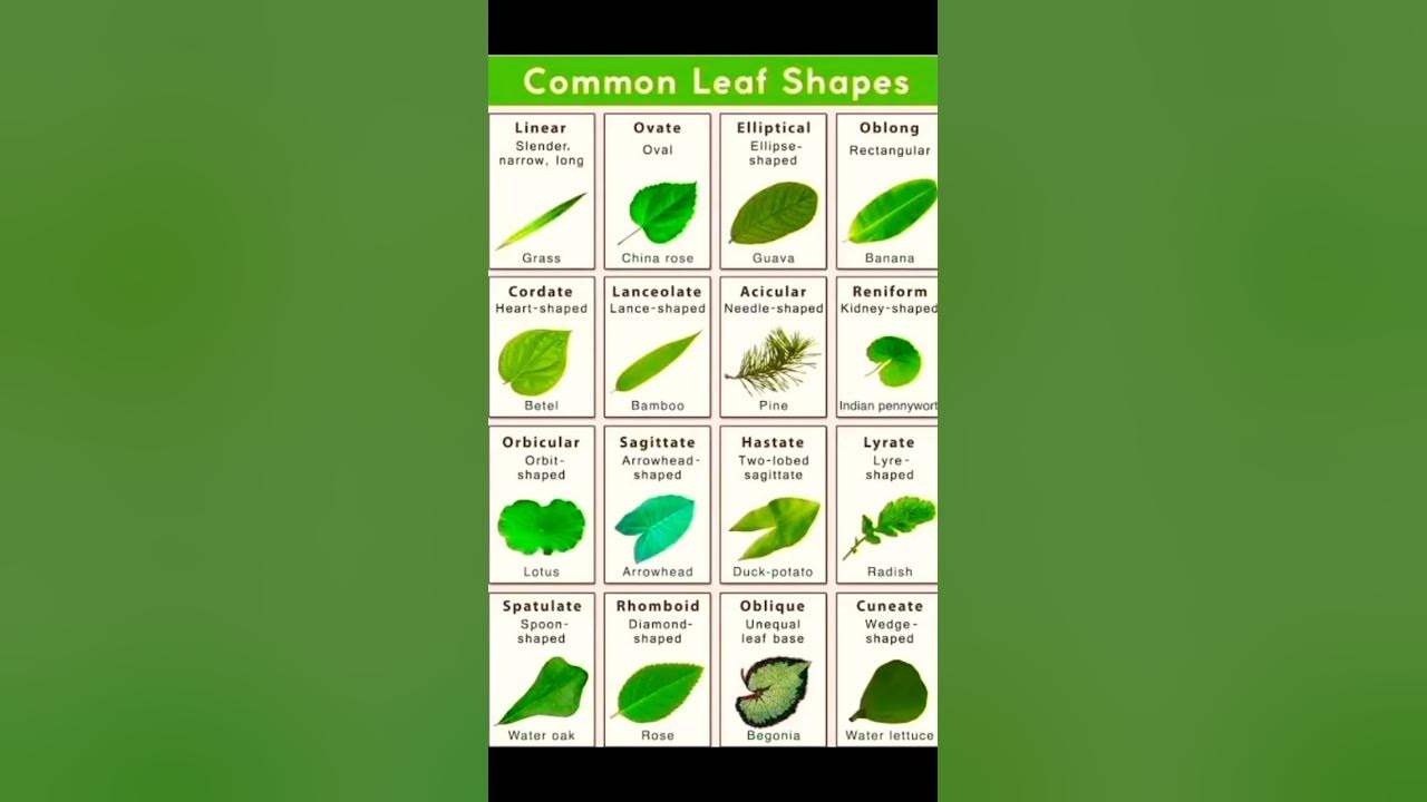 Common Leaf Shapes🍃
