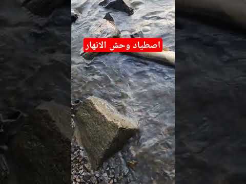 سمكة سلور ضخمة  سمك   سلور   صيد