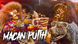 Sangaarr !!! Jaranan Leak MACAN PUTIH Live Perform Madyogondo Ngablak