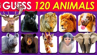 Guess 120 Animals in 3 Seconds | Easy, Medium, Hard, Impossible screenshot 4