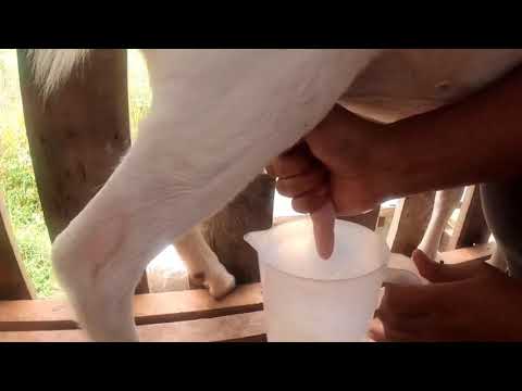 Video: Bagaimana Susu Kambing Berbeza Dengan Susu Lembu