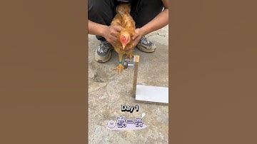 Steps To Train Your Chickens To Be Smart  In 3 Days #tricks #training #interesting