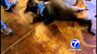 Famous Animal abuse cases are up Profile