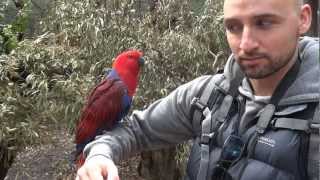 Healsville Sanctuary - Matt &amp; Parrot