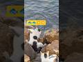 #ViralCatShorts🐱🐟 #CatchOfTheDayCat#ShortFeed#ViralShortVideo#