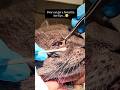 Gently Cleaning a Cat’s Eyes | Cute & Caring Cat Moment 🐱💙