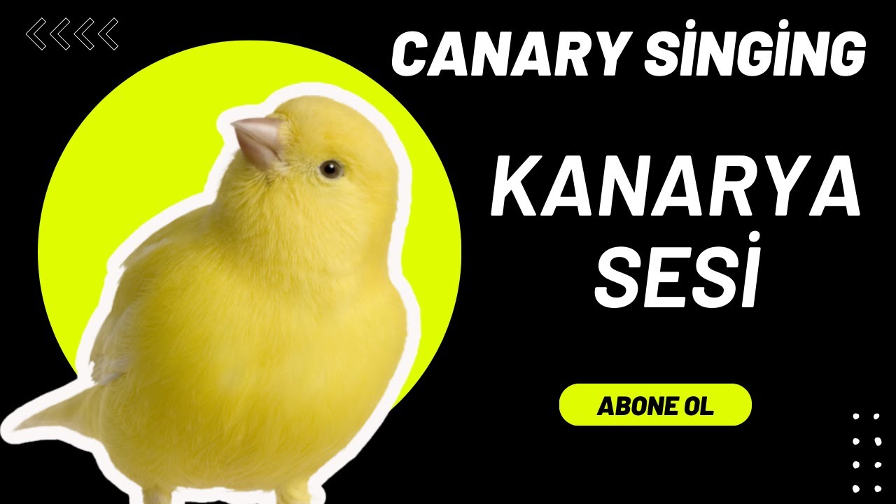 Освойте канареечное пение всего за 24 часа