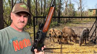 5 Months Chasing These Wild Pigs... Can We Stop Them?
