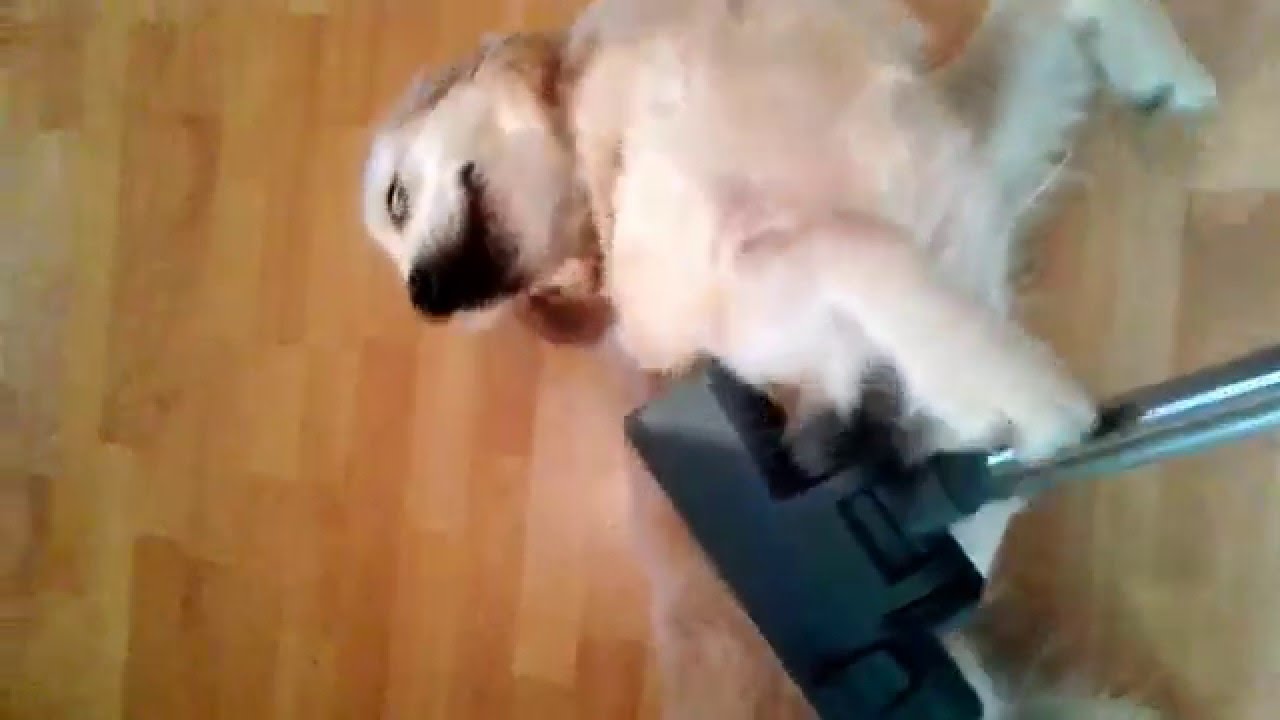 Golden Retriever Vacuum Cleaner YouTube