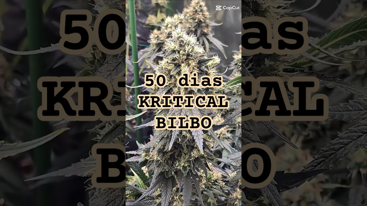 Lo subjetivo que puede ser: Perfecto. Kritical Bilbo + Plagron Mineral. 50 dias Flora 