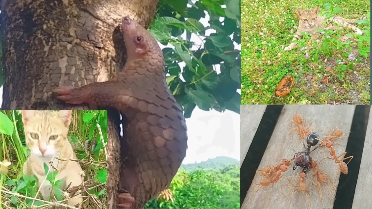 Cat with animal pangolin rare