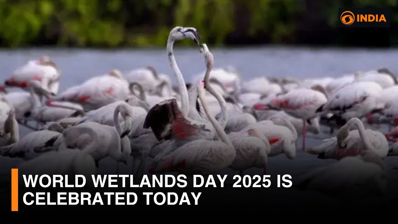World Wetlands Day 2025 is celebrated today | DD India - YouTube